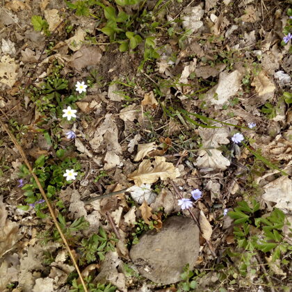 Květena cestou na Lovoš