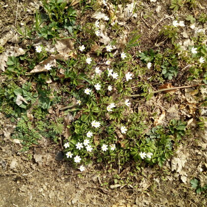 Květena cestou na Lovoš